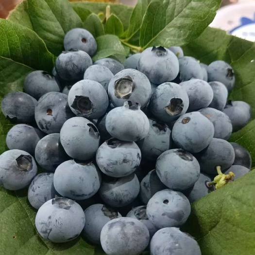 怀宁蓝莓
