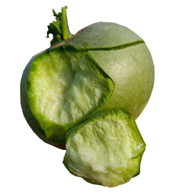 颍州大田恋思萝卜