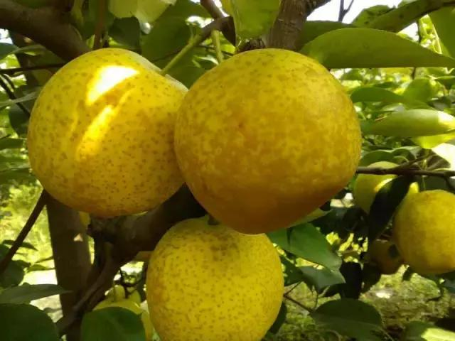 蒙城篱笆黄花梨