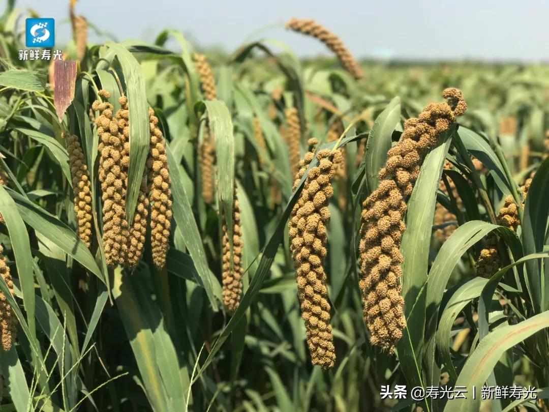 寿光双王城小米